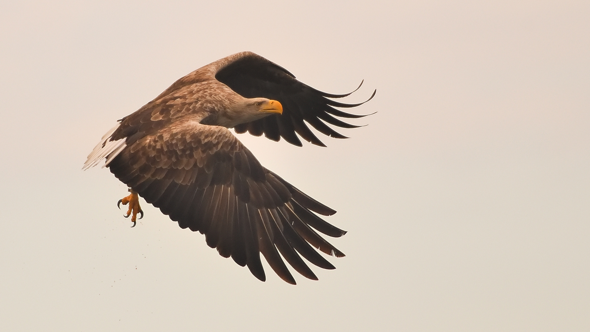 Seeadler "Rundflug" am Morgen!