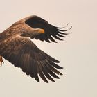 Seeadler "Rundflug" am Morgen!