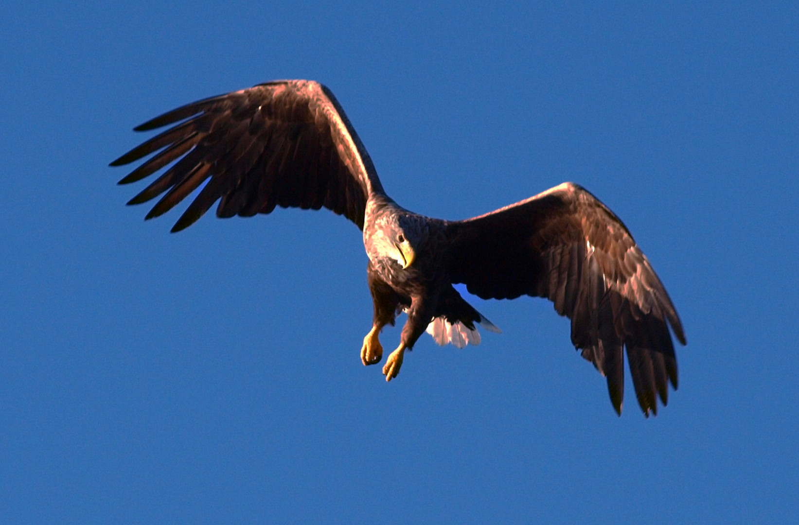 Seeadler-Safari