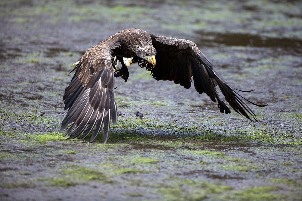 Seeadler schlammig