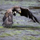 Seeadler schlammig