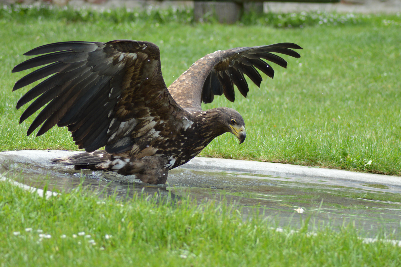 Seeadler Schloss Waldreichs