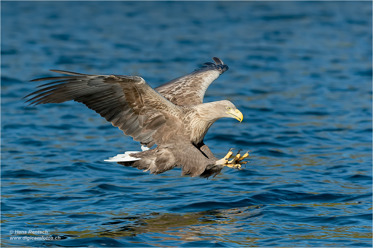 Seeadler schnappt sich seine Beute