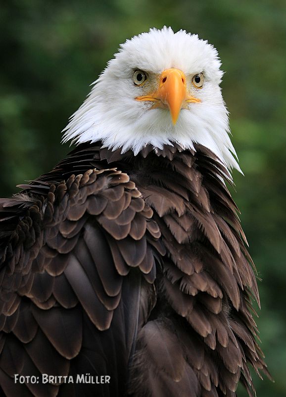 Seeadler - Seaeagle - Wappentier der USA