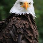 Seeadler - Seaeagle - Wappentier der USA