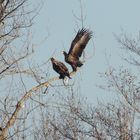 Seeadler + Seeadler