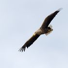 Seeadler Serie