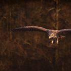 Seeadler setzt zur Landung an