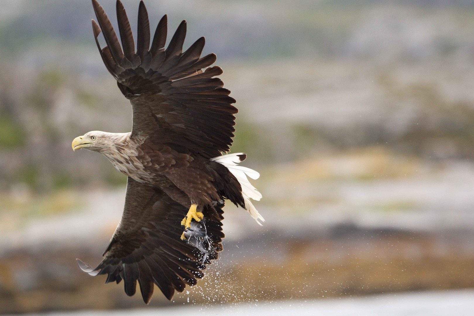 Seeadler: So bekommt der Seelachs Flügel