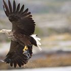 Seeadler: So bekommt der Seelachs Flügel