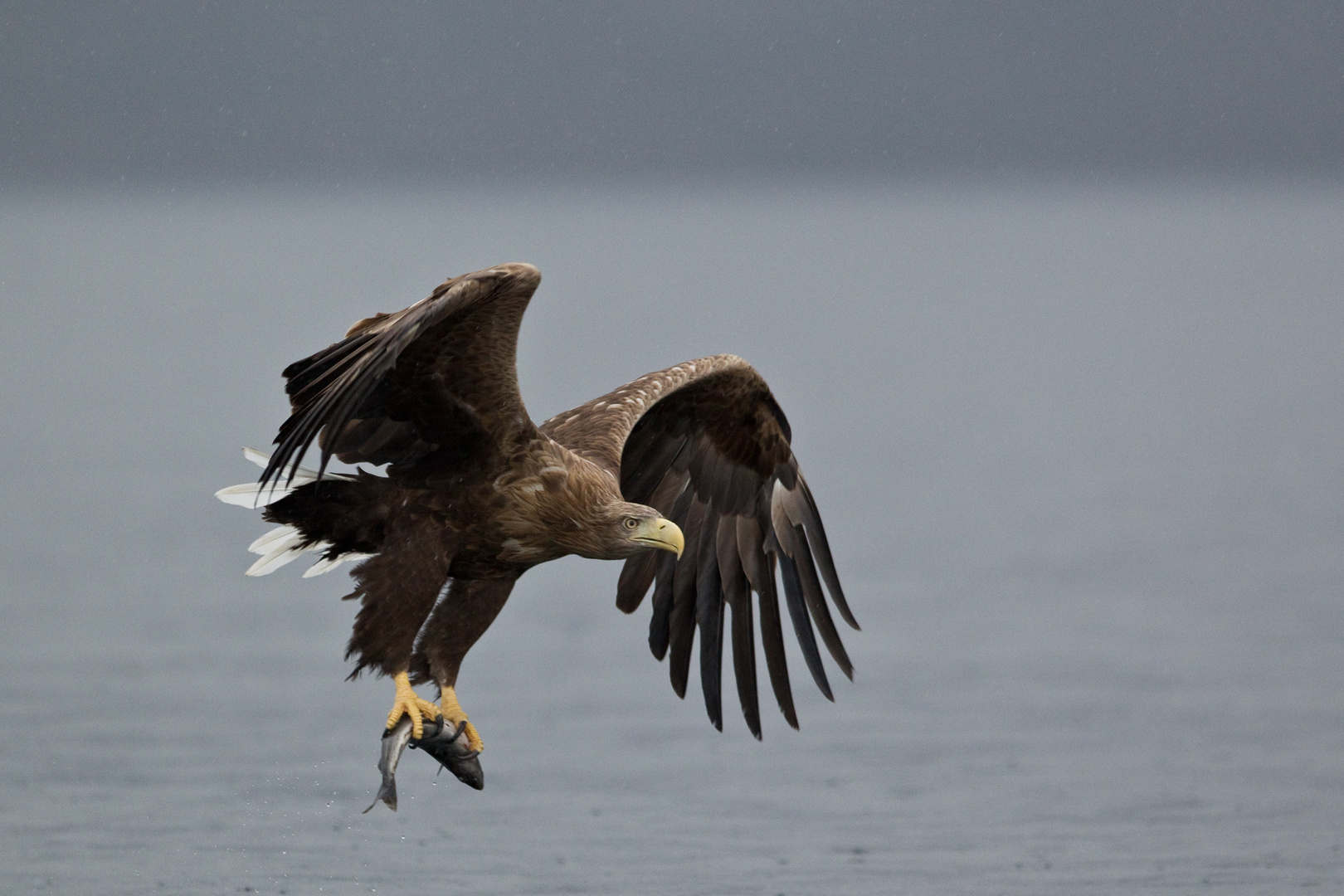 Seeadler: So werden Fische gefangen!