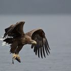 Seeadler: So werden Fische gefangen!