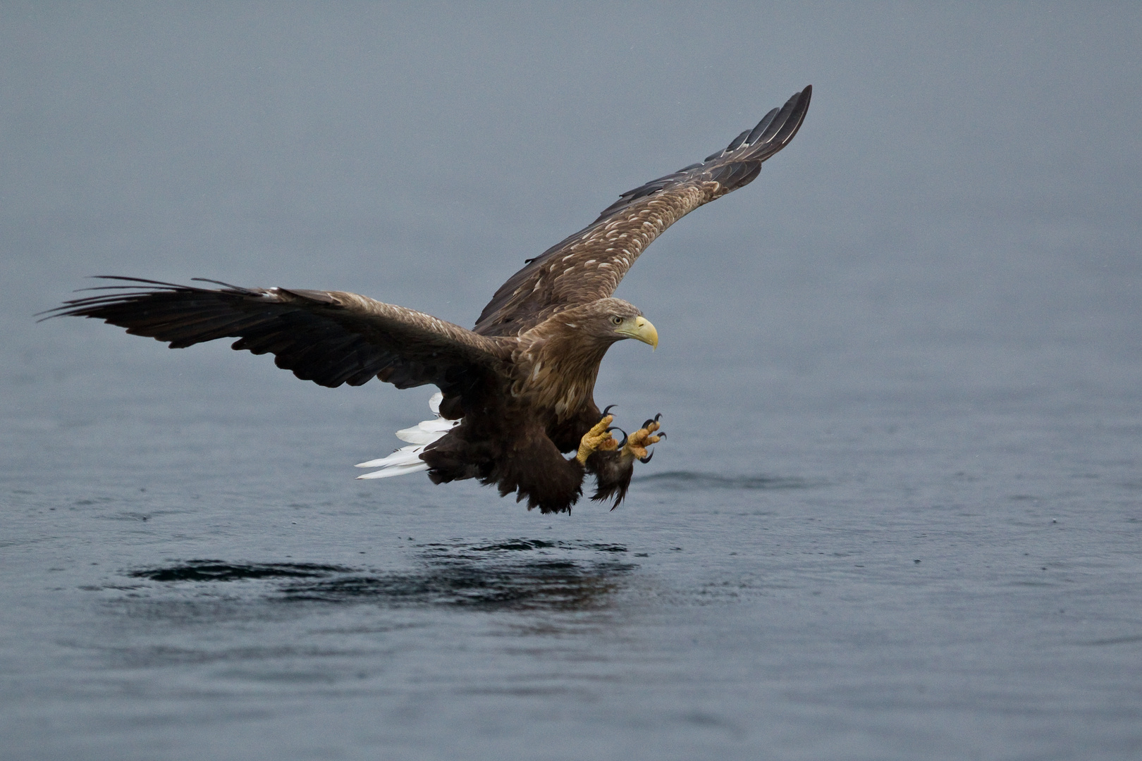 Seeadler: So werden Fische gefangen! Anflug