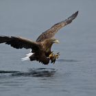 Seeadler: So werden Fische gefangen! Anflug