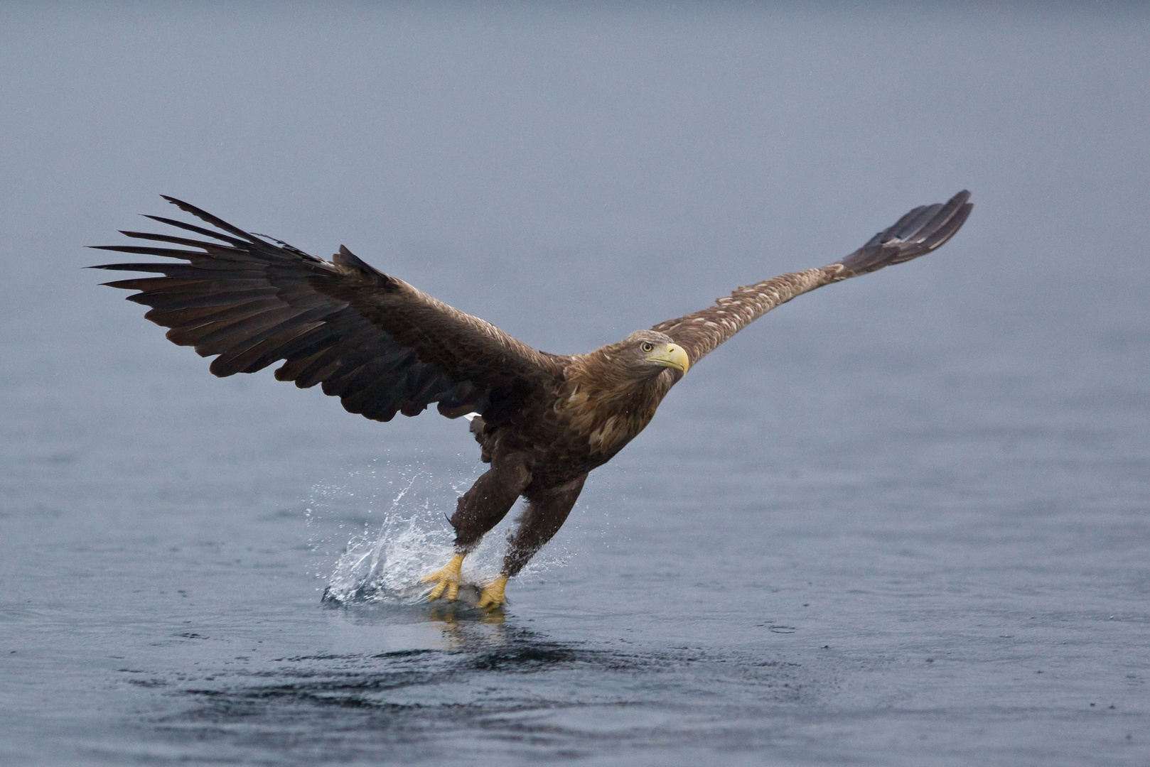 Seeadler: So werden Fische gefangen! Zugriff