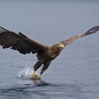 Seeadler: So werden Fische gefangen! Zugriff