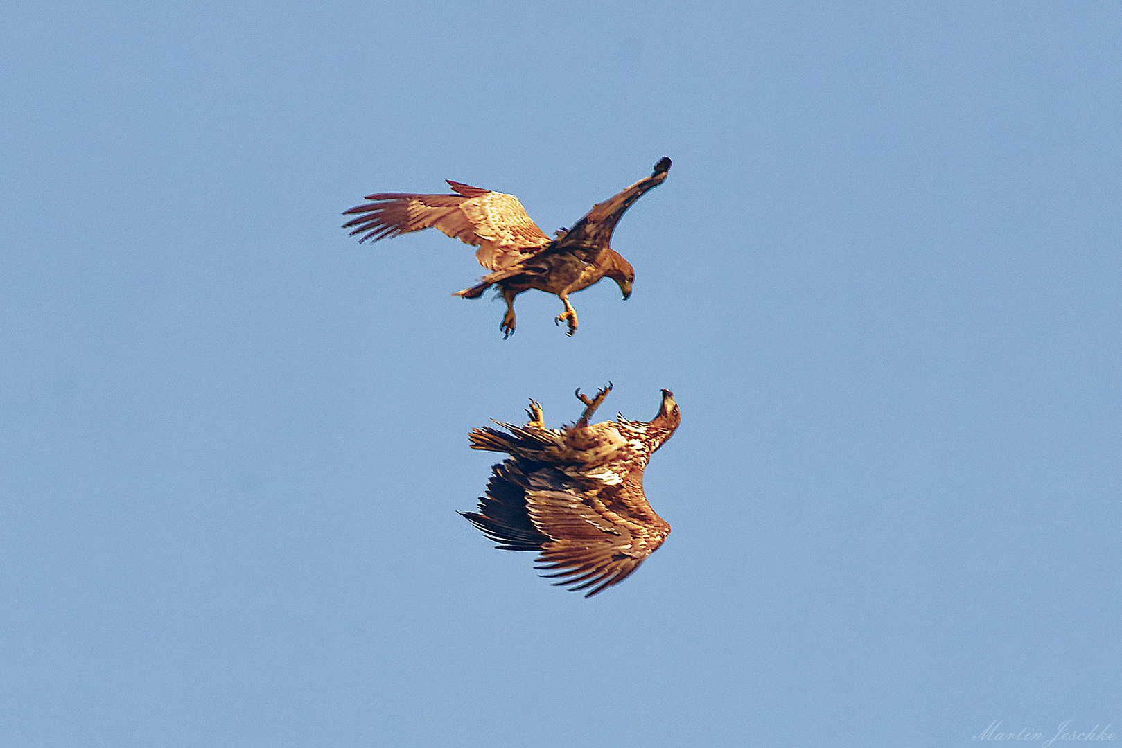 Seeadler Spektakel