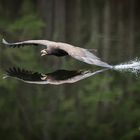 Seeadler Splash