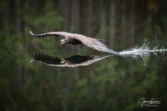 Seeadler Splash