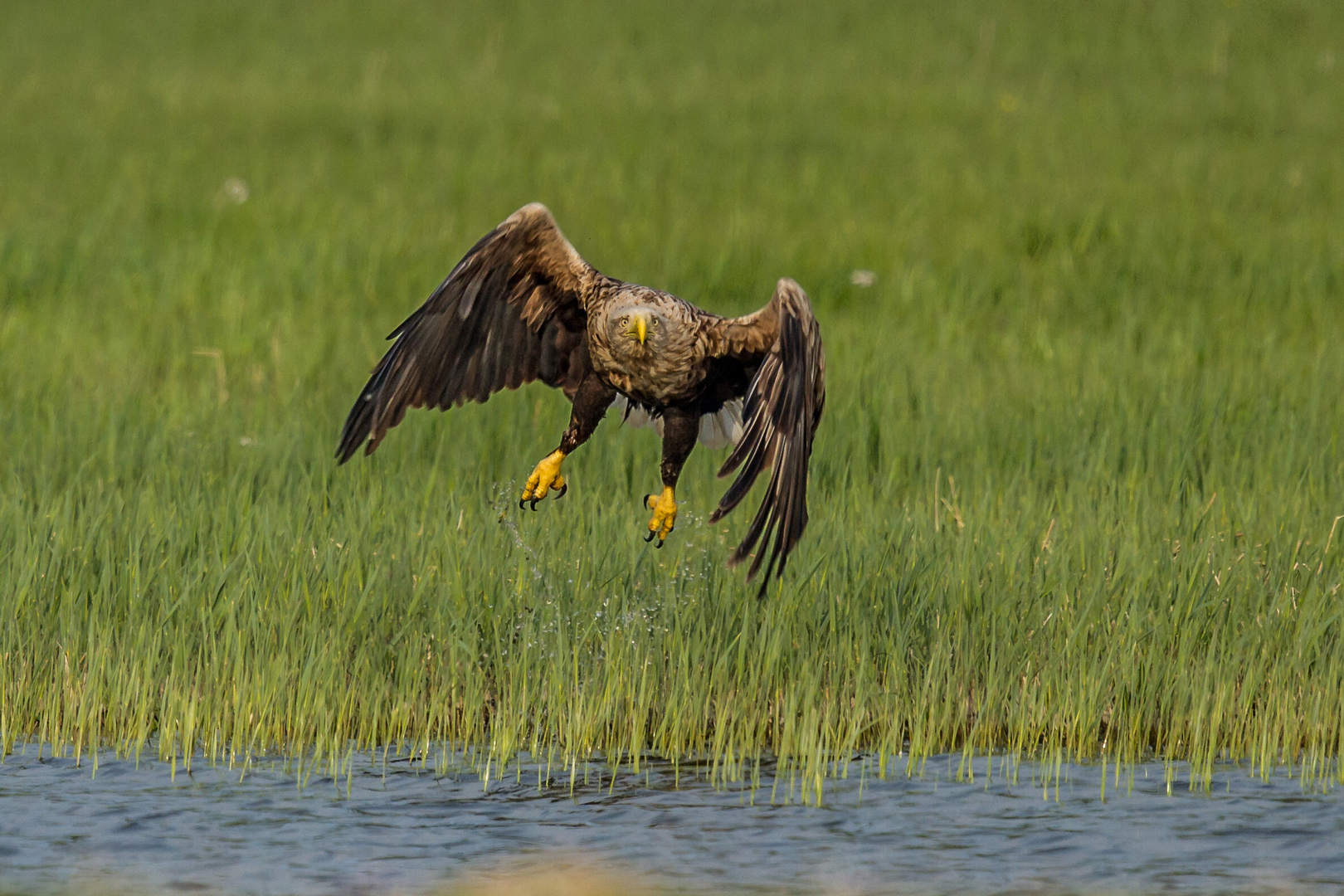 Seeadler-Start