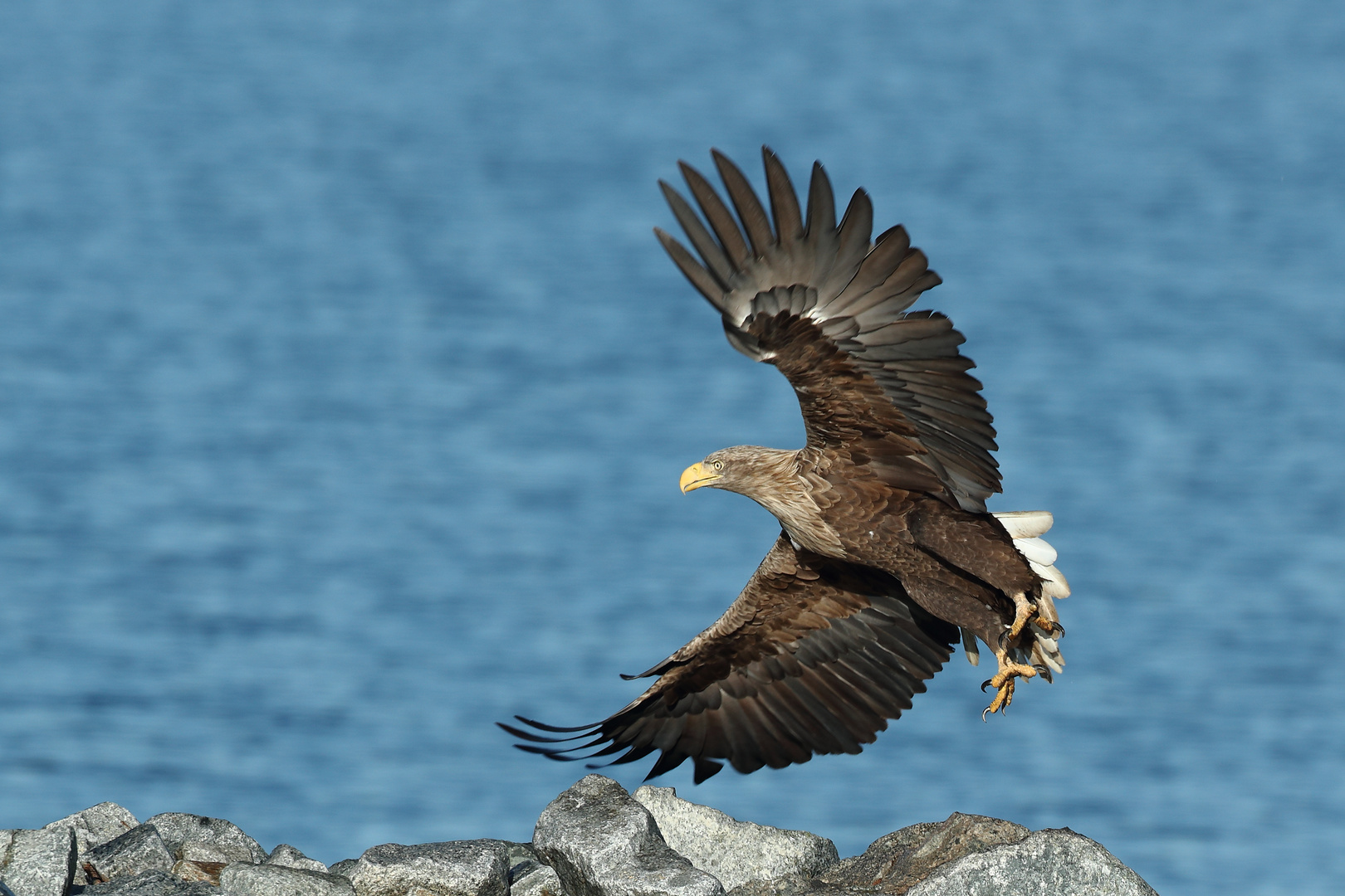 Seeadler Start 