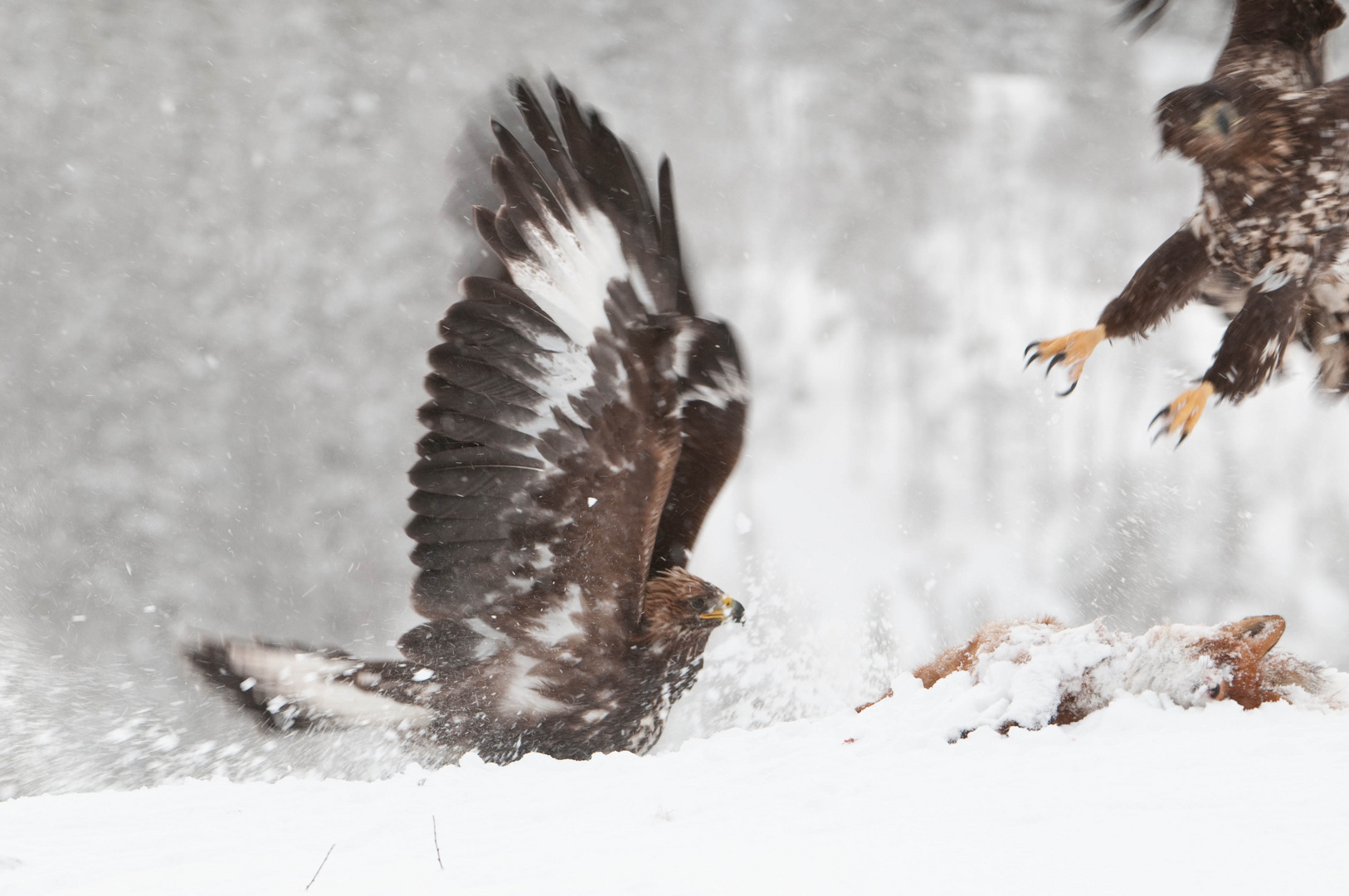 Seeadler, Steinadler: Der Kampf ist entschieden.