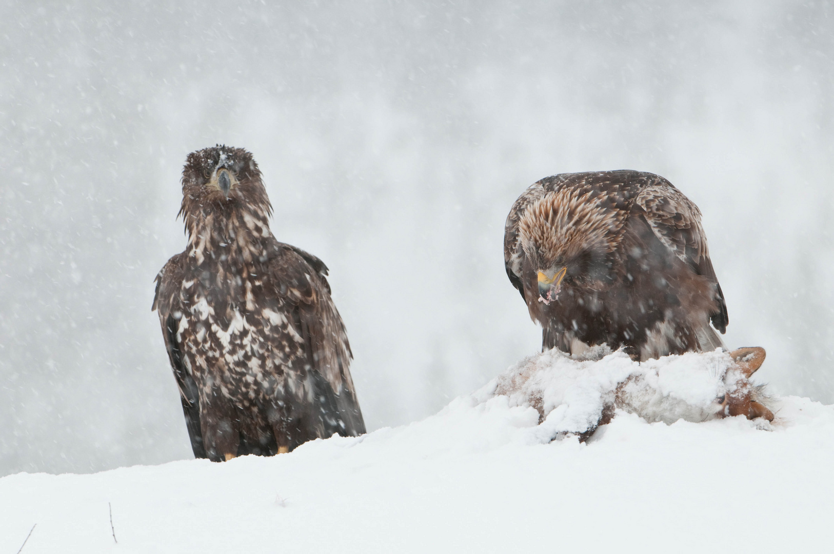 Seeadler, Steinadler: Möchtest Du nichts abgeben ?