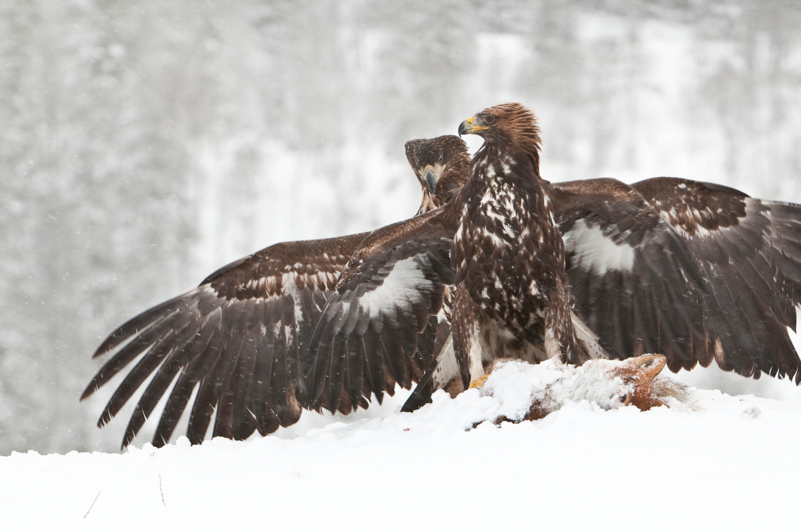 Seeadler, Steinadler: Wer ist hier der Grösste?!