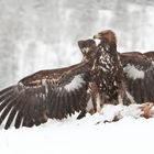 Seeadler, Steinadler: Wer ist hier der Grösste?!