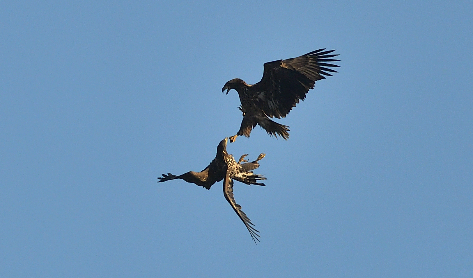 Seeadler Streit  -In weiter Ferne- nur Doku !