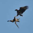 Seeadler Streit  -In weiter Ferne- nur Doku !