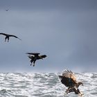 Seeadler Studie aus 3 Bildern vor Bleik, Vesteraalen