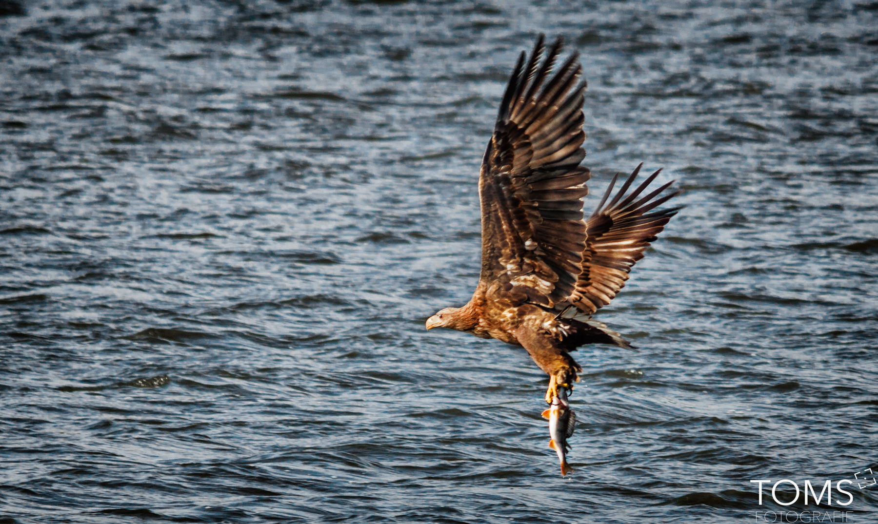 Seeadler - touchdown