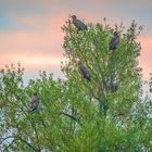 Seeadler-Treffen