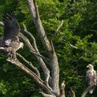 Seeadler Treffen