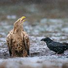 Seeadler trifft Raben