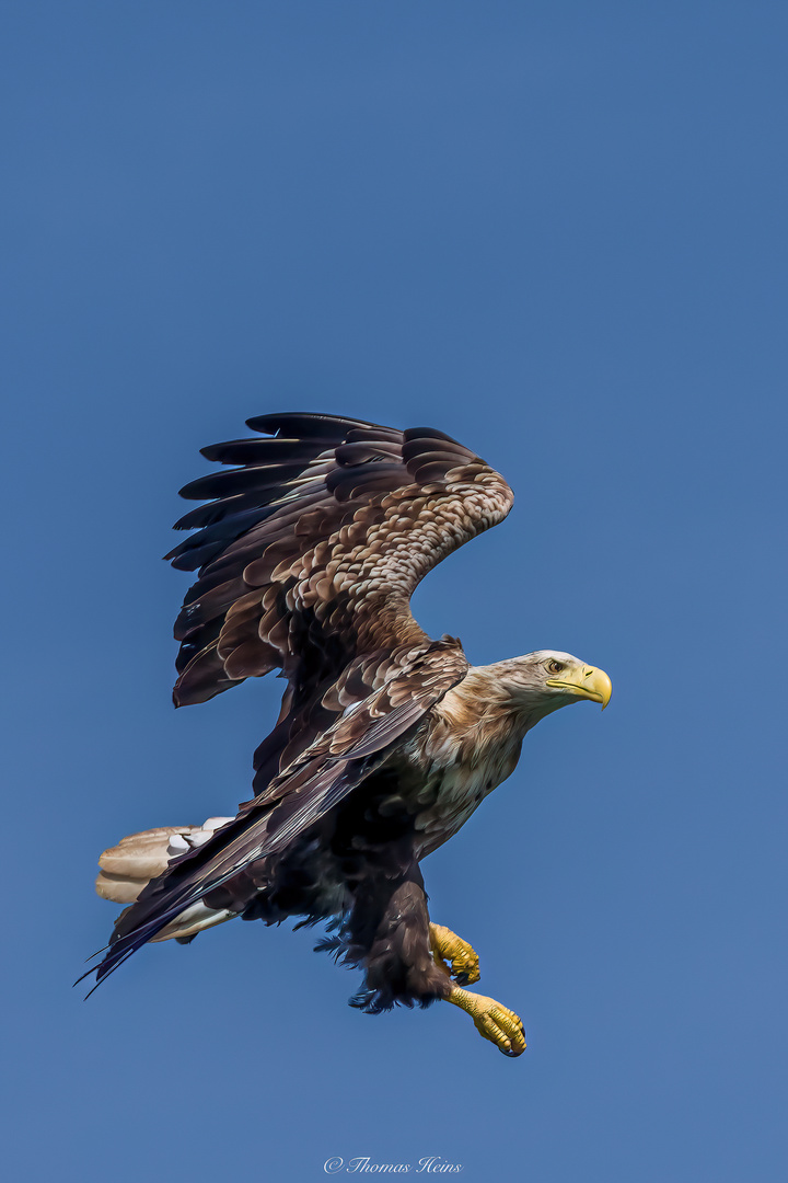 Seeadler @Trollfjord