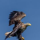 Seeadler @Trollfjord