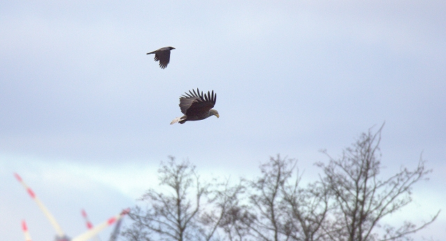 Seeadler u. Nebelkrähe