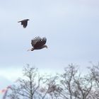 Seeadler u. Nebelkrähe