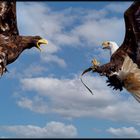 Seeadler u. Weißkopfseeadler