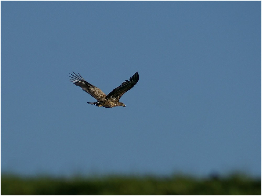 Seeadler über dem Deich