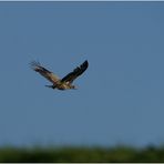 Seeadler über dem Deich