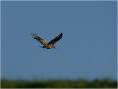 Seeadler über dem Deich