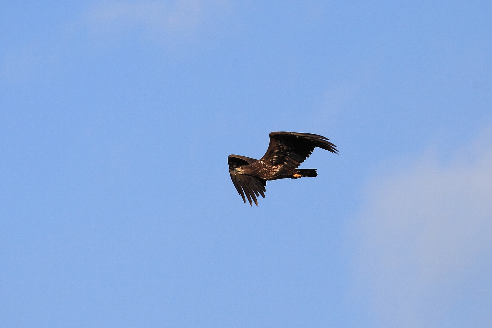 Seeadler über dem Niederrhein