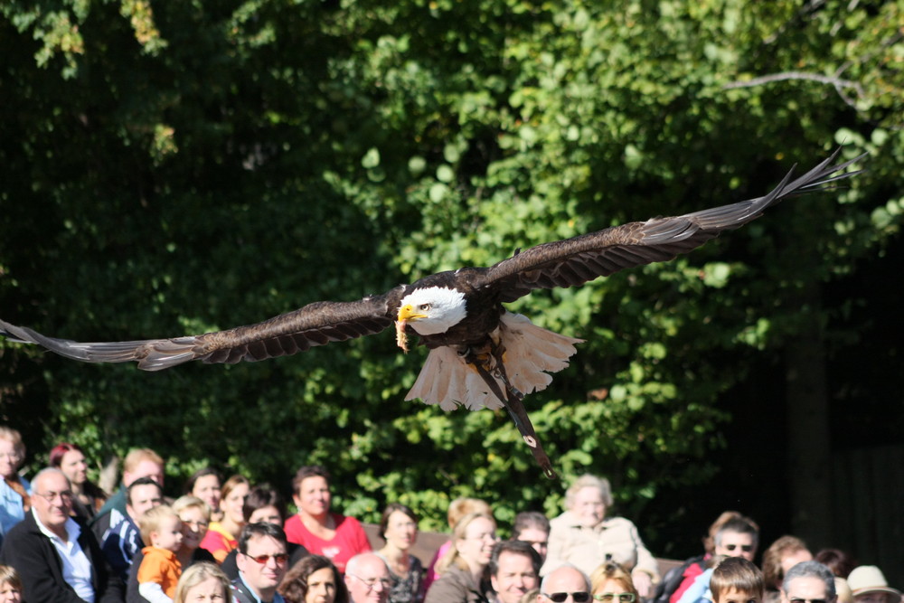 Seeadler über dem staunenden Publikum