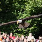 Seeadler über dem staunenden Publikum