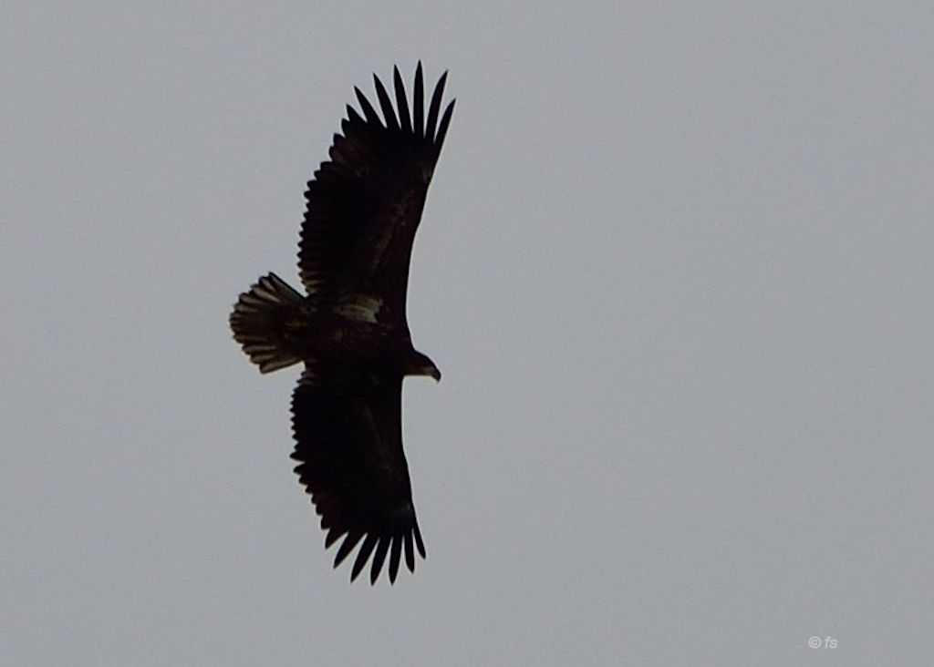 Seeadler über den Falkenberger Rieselfeldern (Doku)