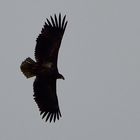 Seeadler über den Falkenberger Rieselfeldern (Doku)