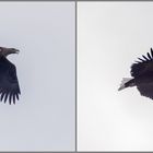 Seeadler über der Rheinaue (Doku)